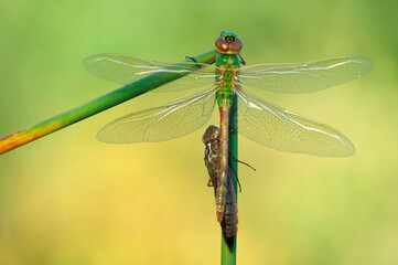 Canada, Ontario. Green darner dragonflies on stem.