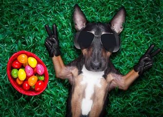 Glasschilderij Grappige hond easter holidays dog with eggs