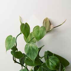 houseplant on white background © Linda