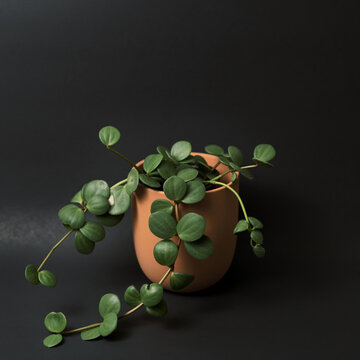 peperomia hope in a clay pot
