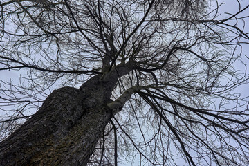 Sky and soft clouds between tree branches