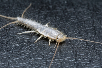 Conocido en Guatemala como pescadito (Lepisma Saccharina)