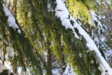 Warm sunlight shines through the foliage of pine trees covered with snow in wintertime