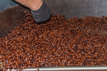 The hand of a man helps the process of mixing the coffee beans from natural roast and roasted "Torrefacto" of the Robusta variety in a coffee roasting company