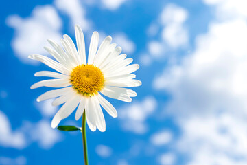 Chamomile flower on a background of blue sky with clouds.