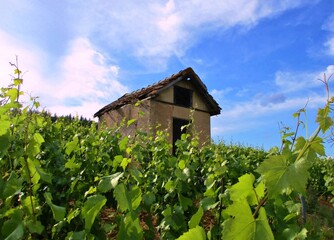Fototapeta na wymiar Vieille cabane sur un coteau de vigne, fond de ciel bleu nuageux. Bourgogne, France. 