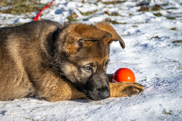 An eleven weeks old German Shepherd puppy plays with a red ball. Snow in the background