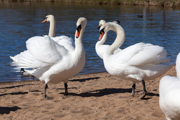 lake or river with swans that came ashore