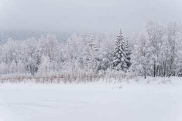 Zima w lesie w Górach Izerskich w Polsce.