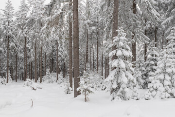 Zima w lesie w Górach Izerskich w Polsce. © boguslavus