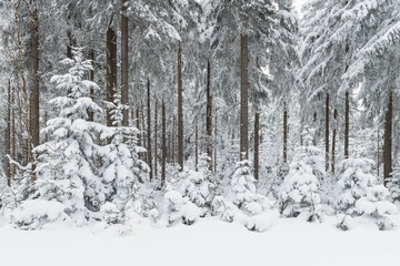 Zima w lesie w Górach Izerskich w Polsce. © boguslavus