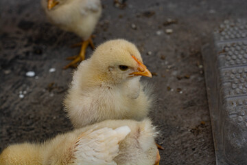 Little chicken eating and leaving on the roof