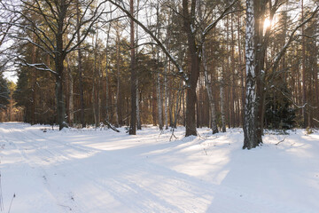 Las zimą, pokryty grubą warstwą śniegu w słoneczny dzień.