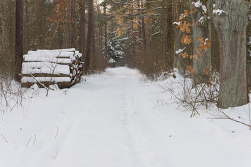 Las zimą, pokryty grubą warstwą śniegu w słoneczny dzień. © boguslavus