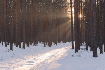 Droga w sosnowym lesie zimą, oświetlona światłem zachodzącego słońca. - obrazy, fototapety, plakaty