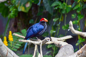 Blue bird with bright plumage on its head in the Zoological garden