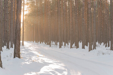 Droga w sosnowym lesie zimą, oświetlona światłem zachodzącego słońca.