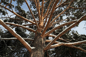 Pine trunk and branches in winter. The crown of the tree.