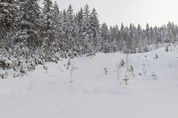Zima w lesie w Górach Izerskich w Polsce. © boguslavus