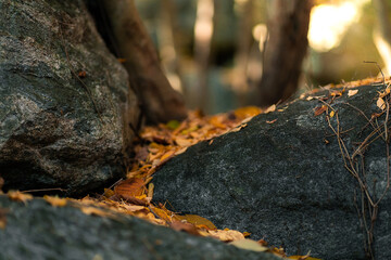 moss on rock