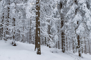 Zima w lesie w Górach Izerskich w Polsce. © boguslavus