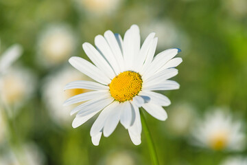 Close up for beautiful white daisy on green natural background, sunlight