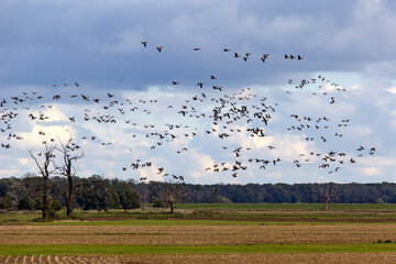 Many different species of geese spend the winter in Mecklenburg and Brandenburg.