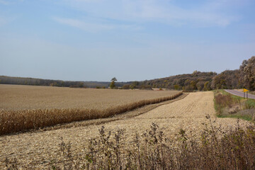 Fall Corn Harvest in Minnesota River Valley New Ulm Area