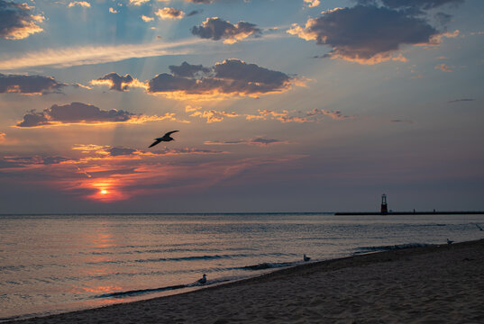 pigeon flying over the lake during sunrise. sunlight shining through the clouds at dawn. blue and pink sky during sunrise. sunrise at the beach.