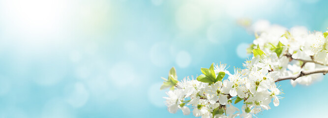 Spring cherry blossom and blue sky