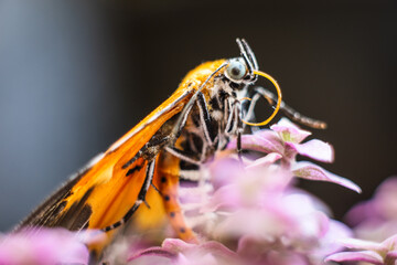 Butterfly Flower Images. This photo contains a beautiful butterfly with wings sitting on colored flowers.a nice cute and latest nature photo of flowers.
