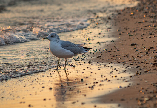 seagull on the beach. waves crashing on the shoreline of the beach. reflection of sunrise on the beach. seagull standing in waves crashing upon the beach shoreline in the morning.