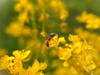 ant on yellow flower
