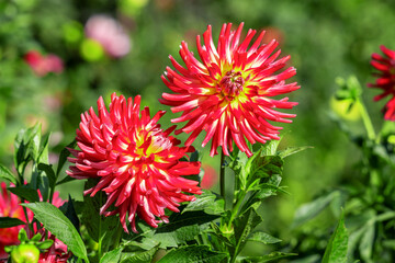 Beautiful red dahlia flowers in the garden on green leaves background.