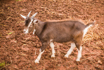 Canada, Prince Edward Island, Orwell. Goat.