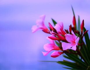 Fototapeta na wymiar Floral background with pink Oleander flowers
