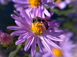 bee on a flower