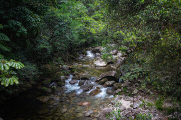 Naklejka na ściany i meble A stream in the jungle of Daintree National Park in Queensland, Australia