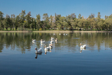 patos nadando en lago 