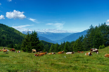 Fototapeta na wymiar Mountain landscape at summer along the road to Mortirolo pass. Pasture