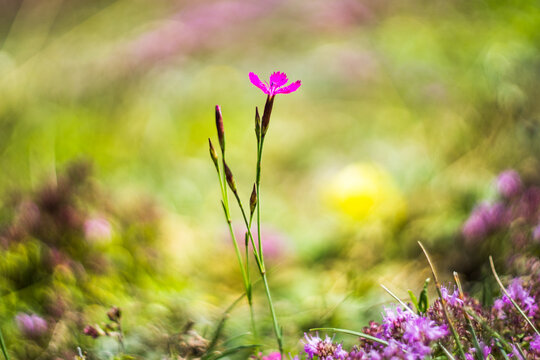 Dianthus campestris field carnation. Little pink flowers. Selective focus. Beautiful boke. Blurred background.