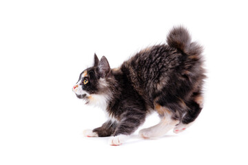 Kitten girl breed Bobtail fluffy multi-colored white background. Bobtail cat photo. Fluffy kitten plays on a white background.