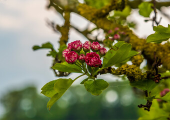 A view of Pink Hawthorn buds coming out to bloom close to the village of Gumley near Market Harborough, UK in springtime