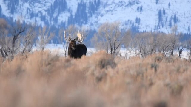Large bull moose in the sage brush in front of the tetons in Teton National Park Wyoming