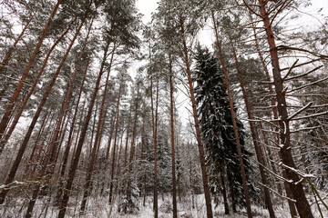 Fototapeta premium firs and pines in the winter season