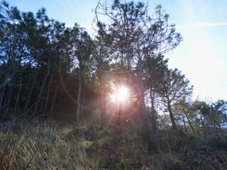 sunshine ray lights between trees in the forest