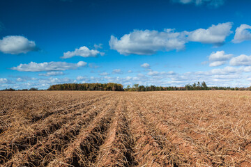 Fototapeta na wymiar Canada, Prince Edward Island, White Sands. Agricultural field in autumn.