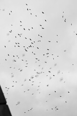 A huge flock of black ravensr