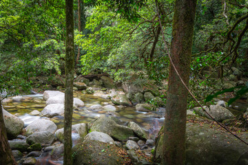 A stream in the jungle of Daintree National Park in Queensland, Australia