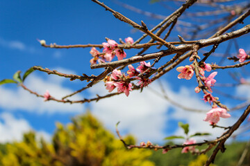 Beautiful tree with pink flowers in Mexico